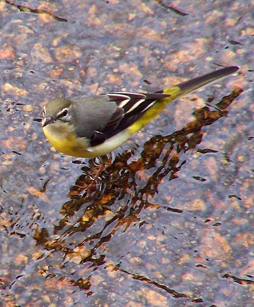 Grey Wagtail