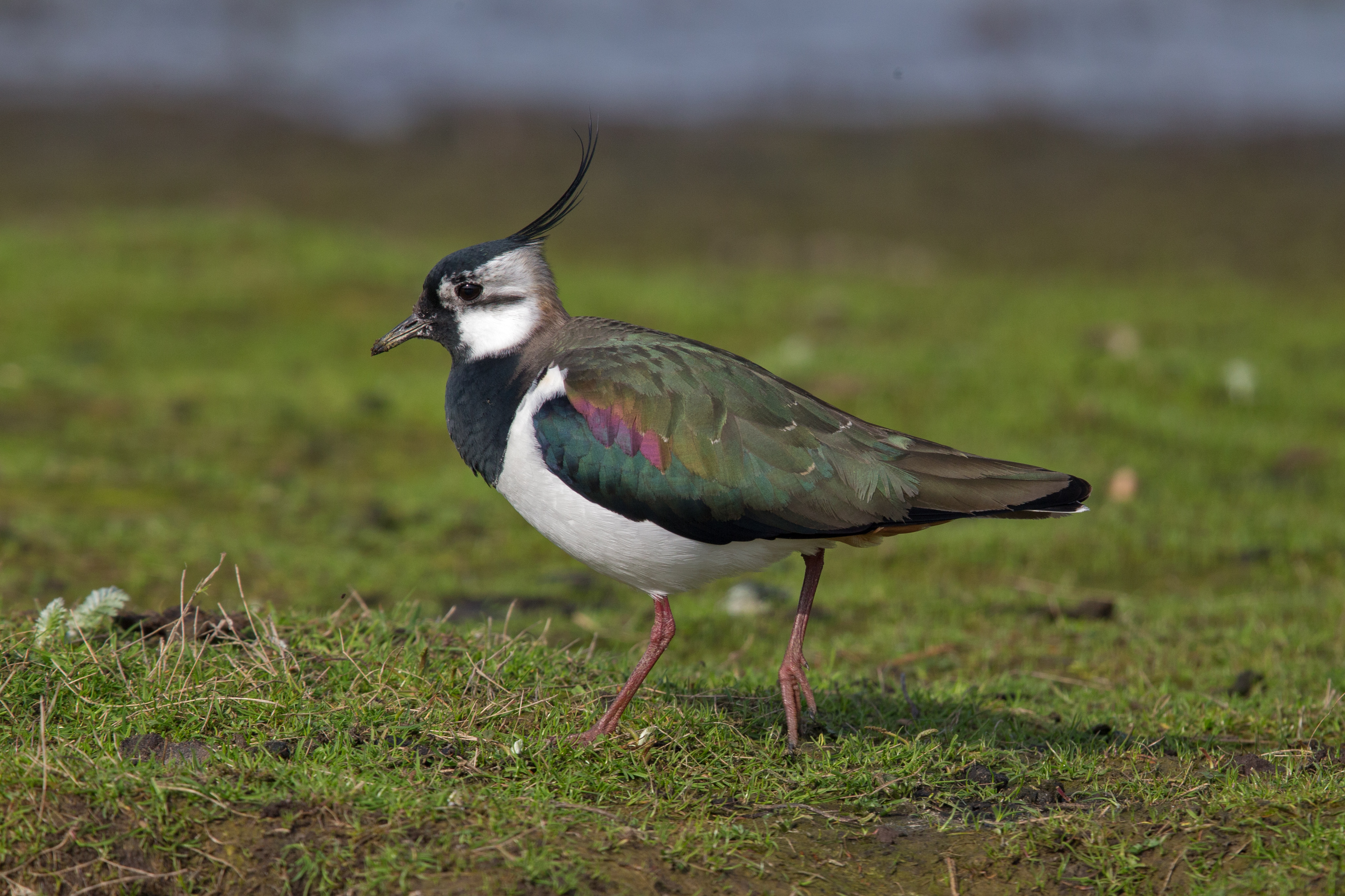 Lapwing