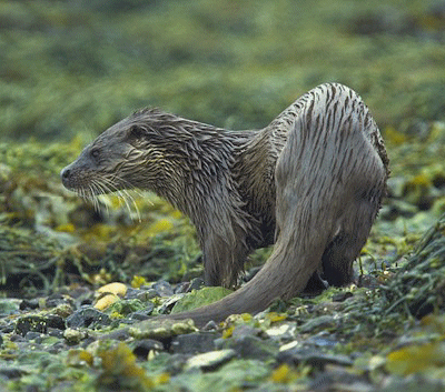 Otter