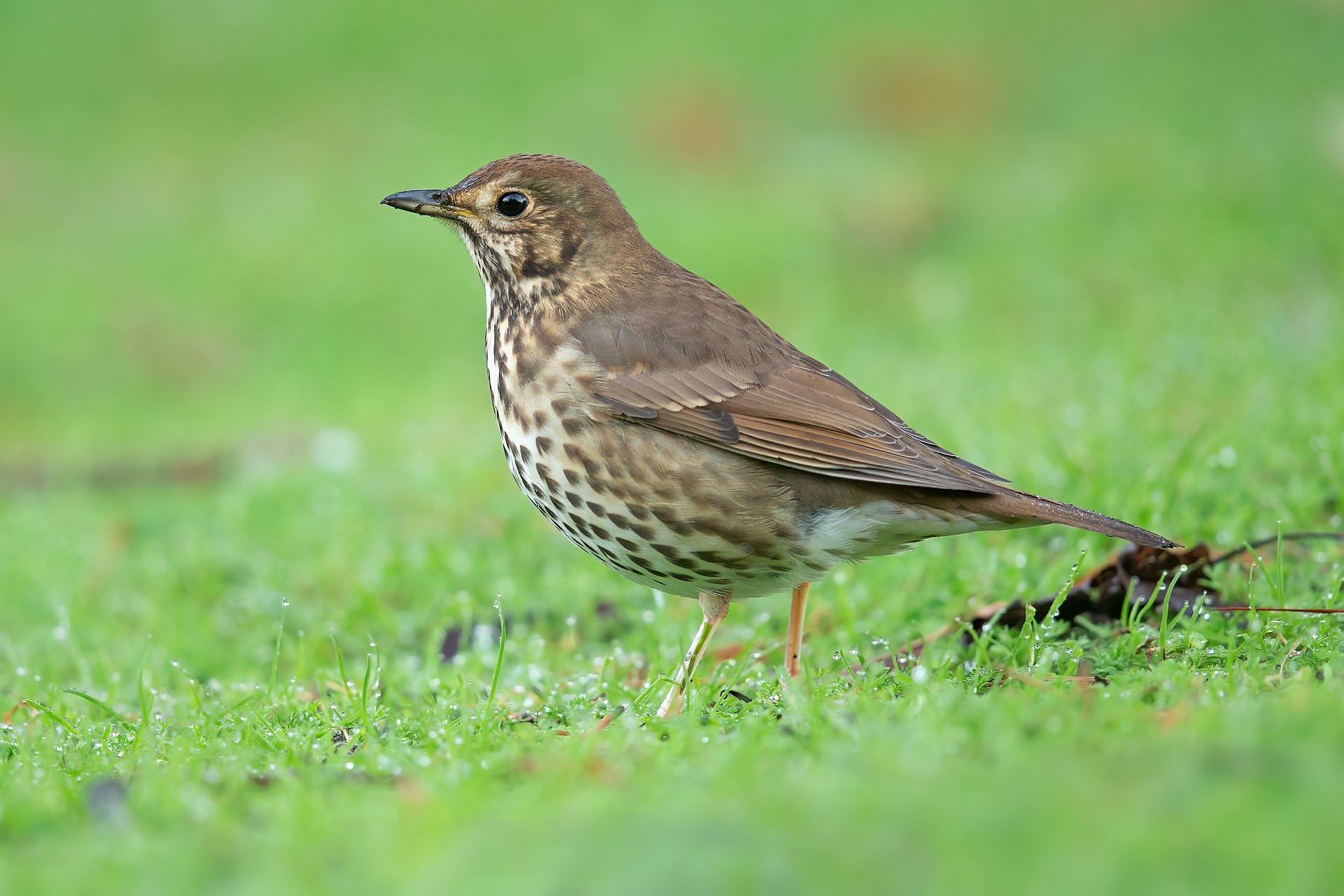 Song Thrush